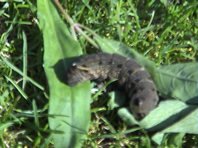 Elephant Hawkmoth caterpillar, 31st August, 2004